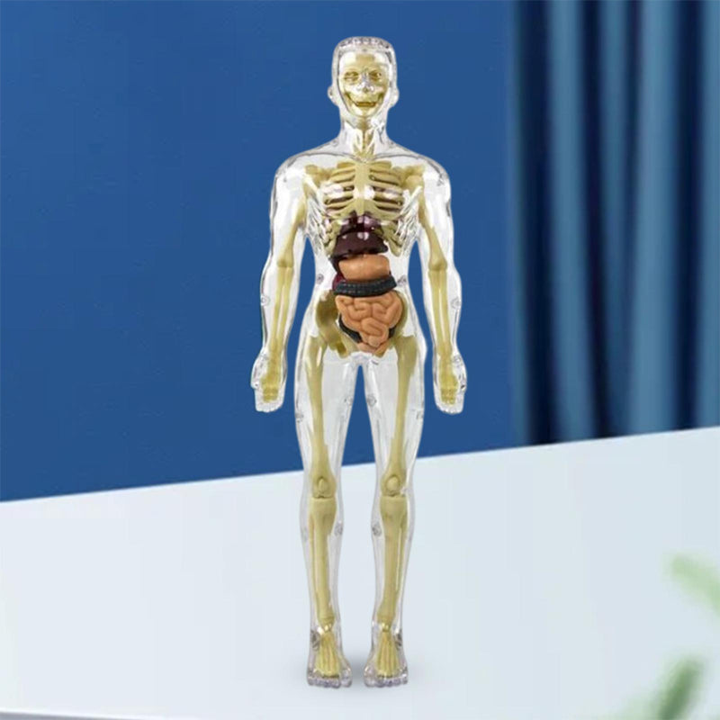3D Anatomi modelskelet legetøj