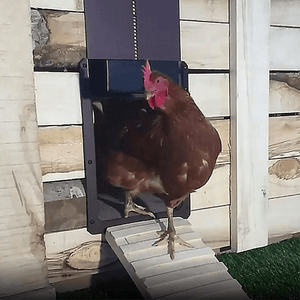 Induktionsdør til kylling