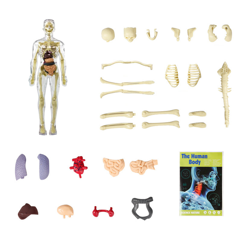 3D Anatomi modelskelet legetøj
